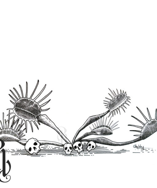 Carolina Carnivores 1 (ocarcar1)